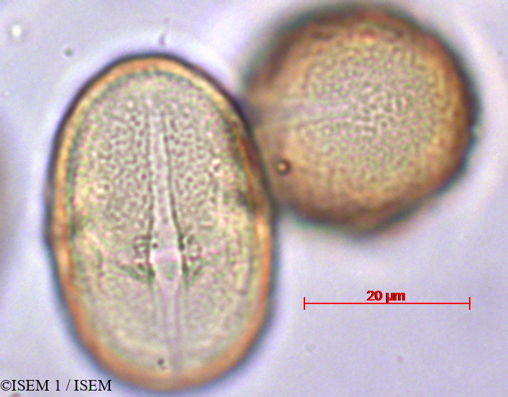 ISEM 1/Melianthus_comosus_29384/Melianthus_comosus_29384_0001(copy).jpg